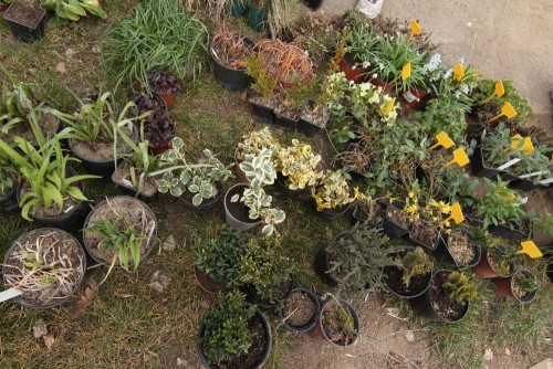 Rostliny připravené pro zasazení do vertikální zahrady.